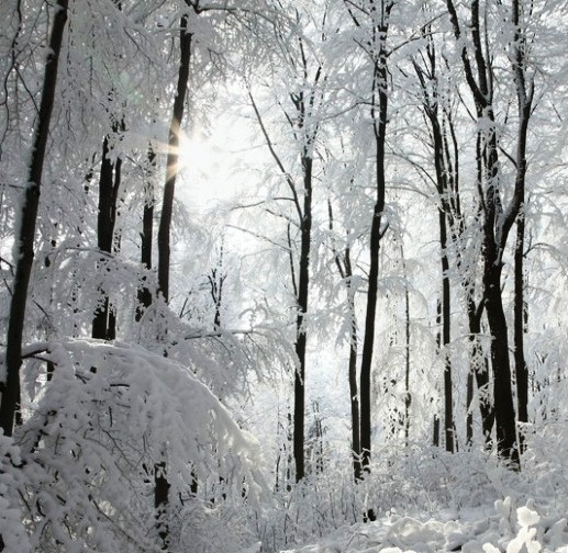 Forest Frequeny - healing forest therapy